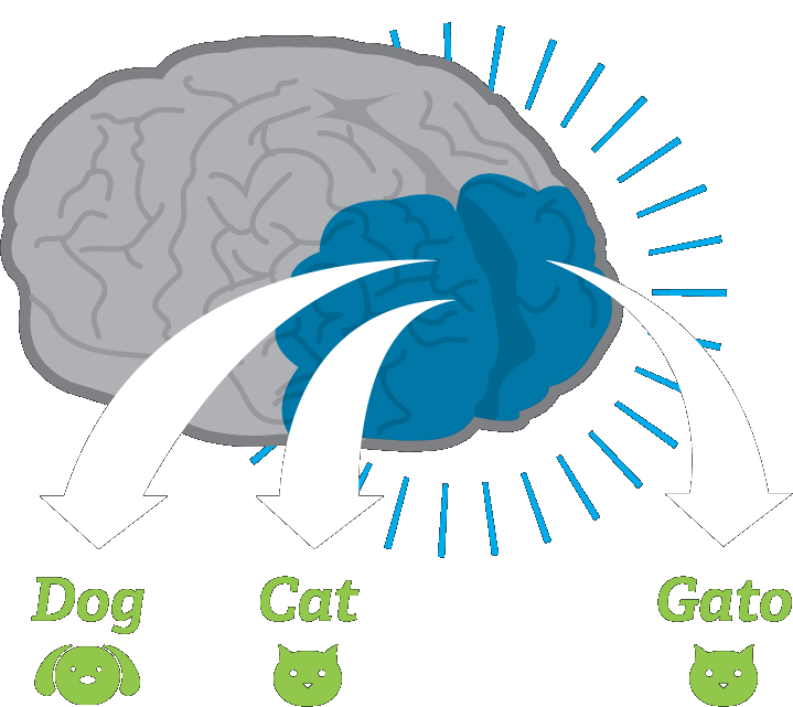 Illustration of an early-childhood brain processing different languages