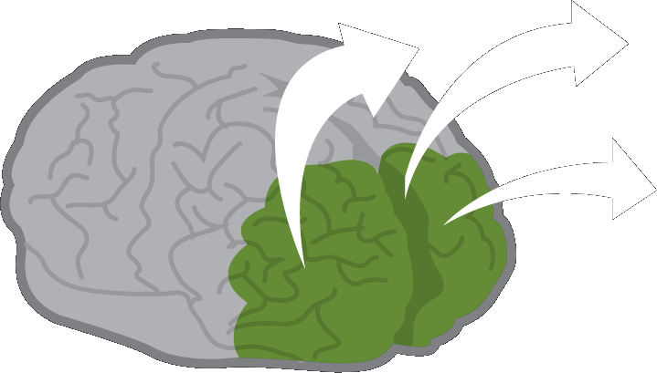 Illustration of an active adult brain